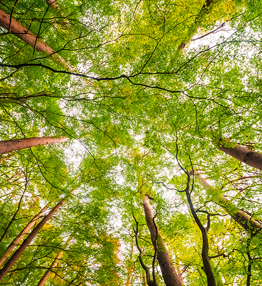 bg http://ktq.w2.myzozo.net/image/cache/catalog/home/beautiful-landscape-big-tree-forest-with-low-angel-view-s-512x559.png